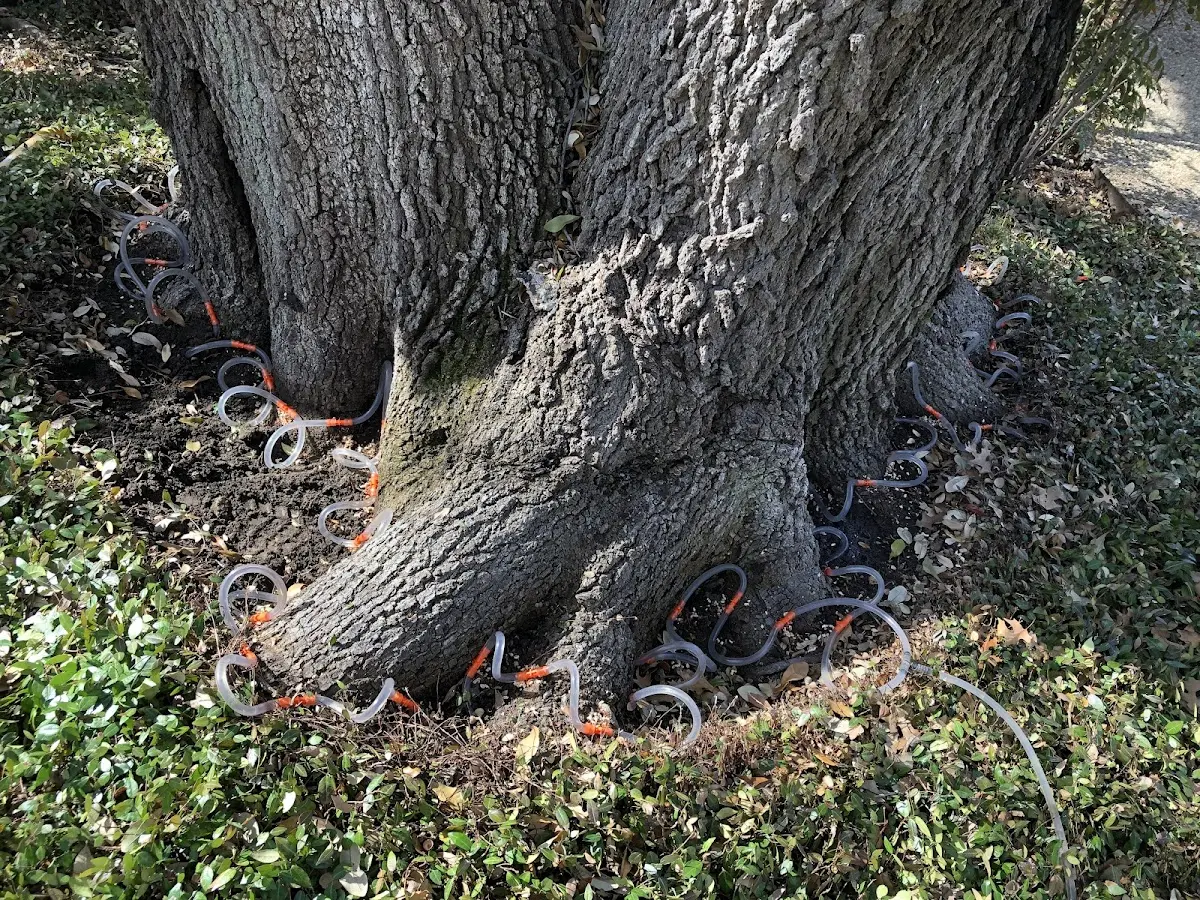 Detailed Tree Cabling and Bracing job site in Hawley