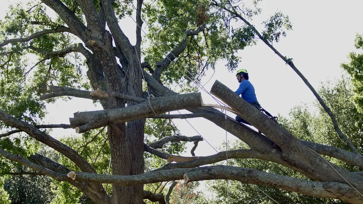 Professional Crown Thinning performed by certified arborists in Hawley