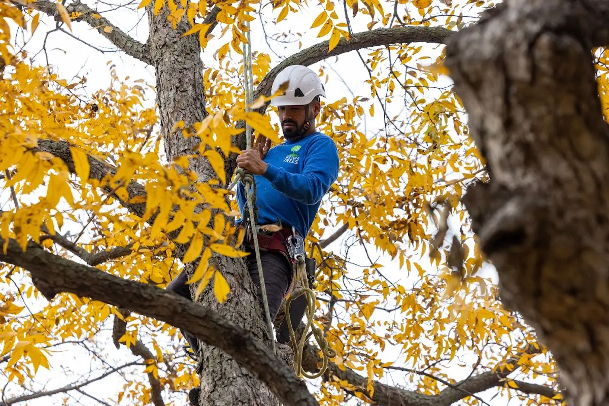Skilled Storm Damage Cleanup crew working in Hawley
