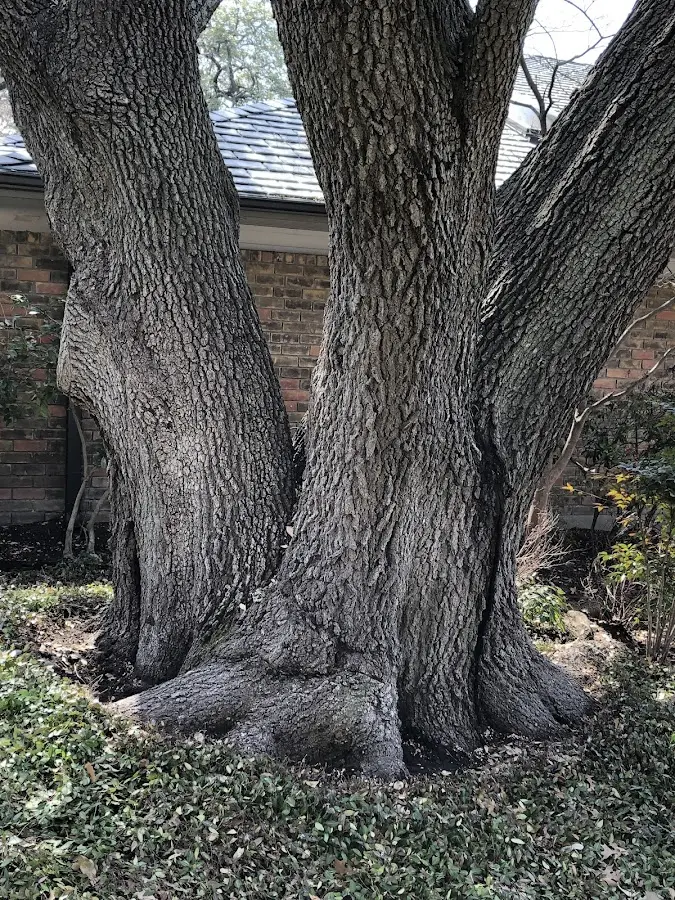 Mature heritage tree close to a Hawley property cared for by certified arborists